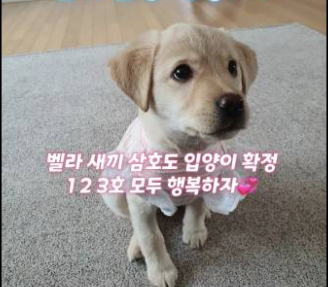 믹스견 이미지 파일 입니다.